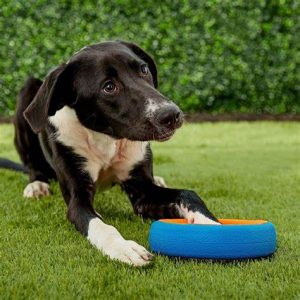 Dog Fetch & Play Toys